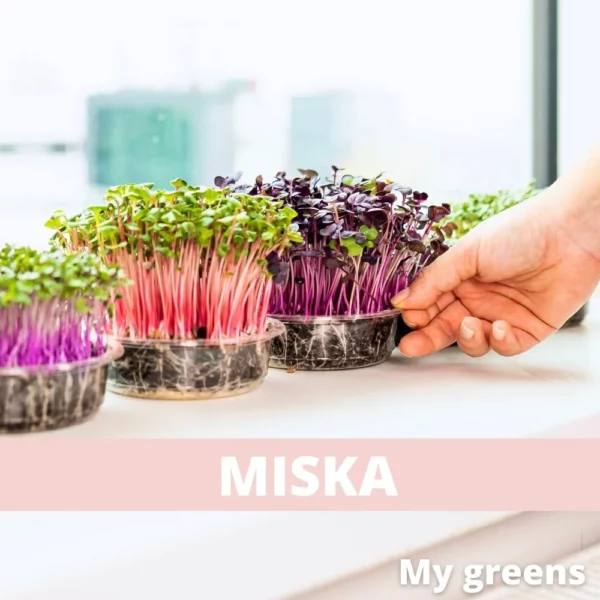 Miska na sázení microgreens