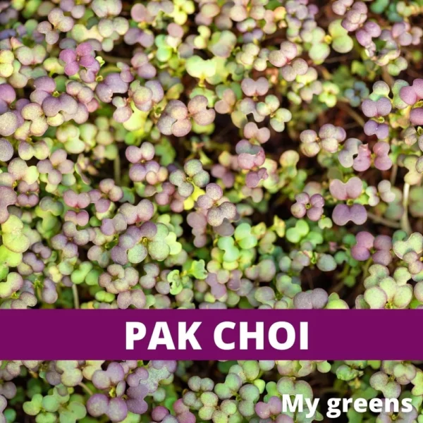 Pak Choi microgreens semena 40g