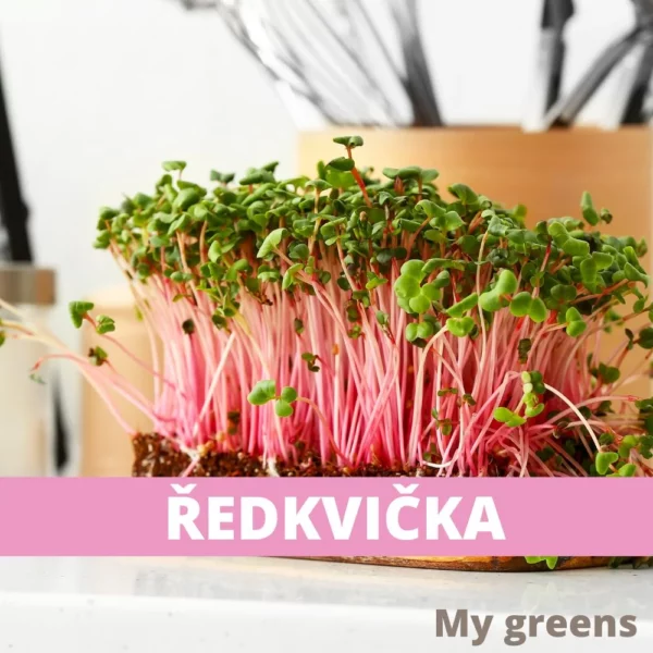 Ředkvička růžová microgreens semena 50g