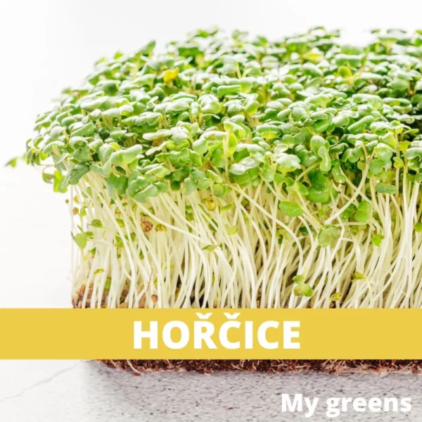 Hořčice microgreens semena 40g