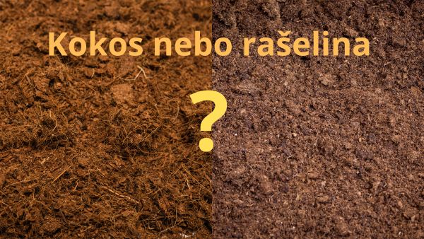 Rašlina, kokos, mikrobylinky, mikrozelenina, microgreens Pěstování Mikrobylinek: Rašelinový Substrát vs. Kokosový Substrát